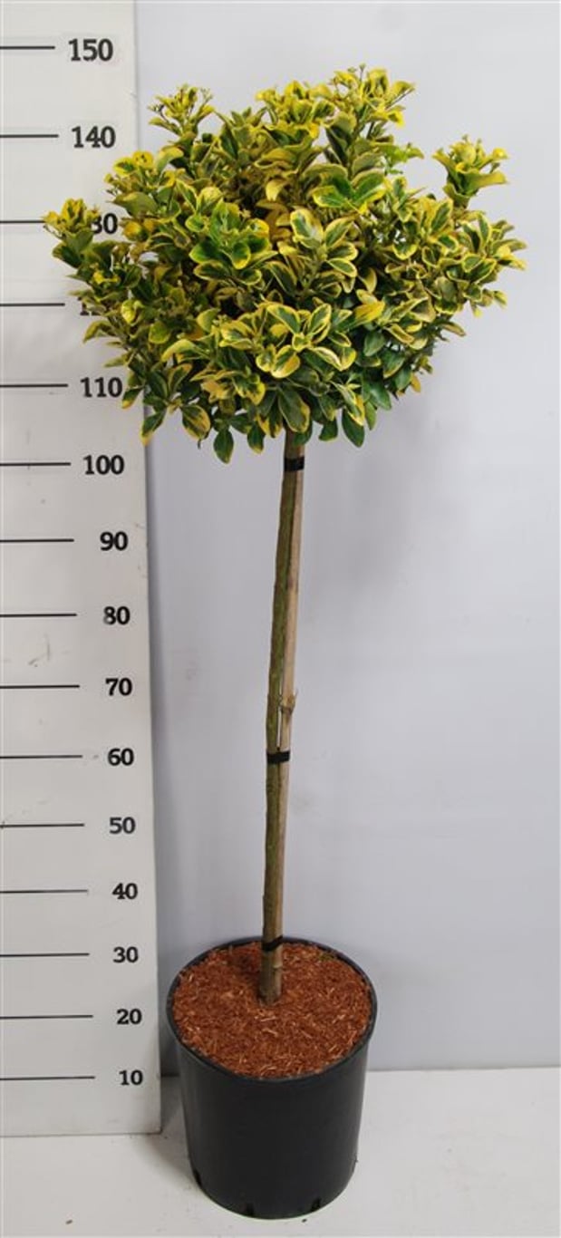 Euonymus jap. 'Aureus' - 90 CM Stem C15